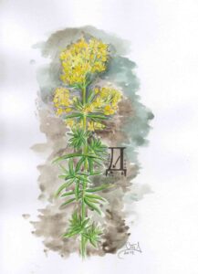Лековита биљка ивањско цвеће, акварел.